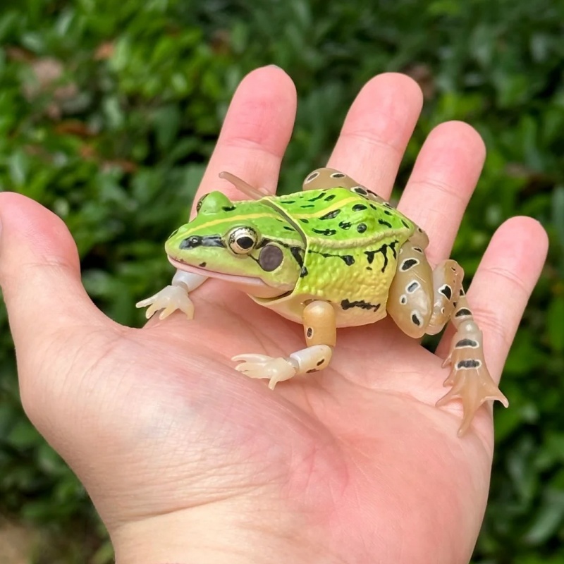 BANDAI Official Realistic Blac - đánh giá và giá Science Nature