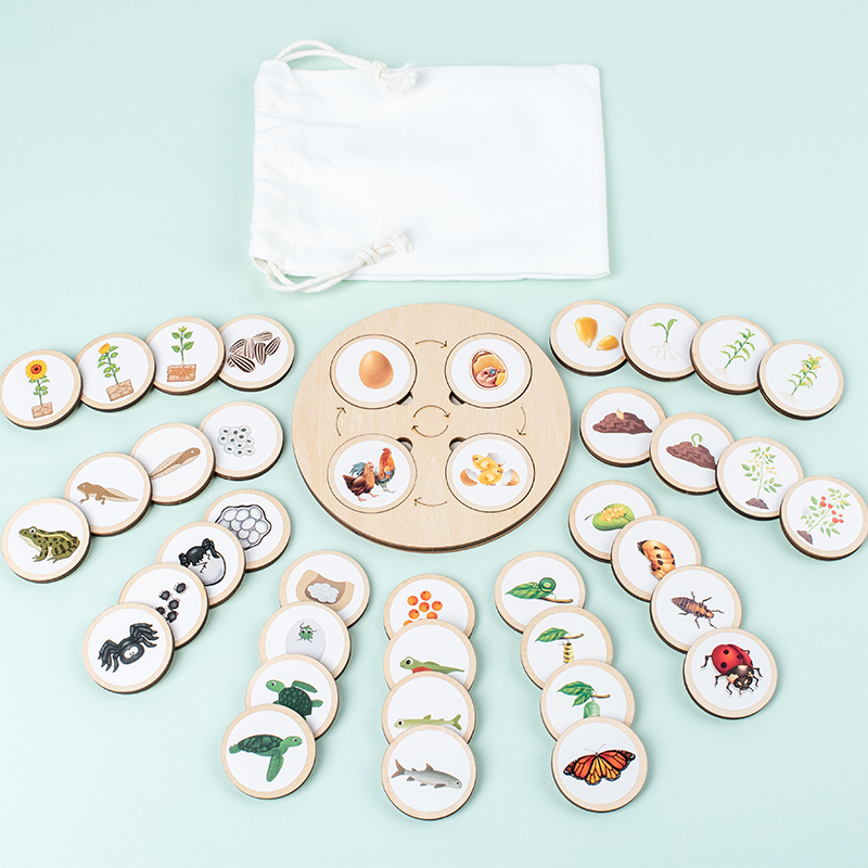 Life Cycle Board Montessori Ki - đánh giá và giá Science Nature