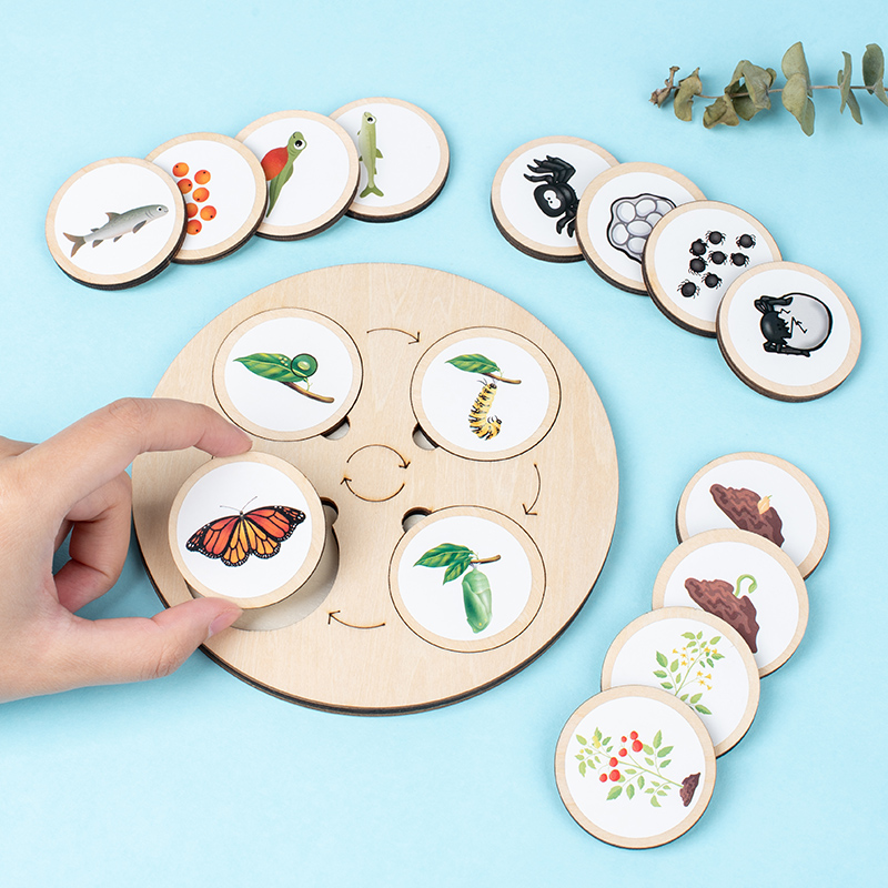 Life Cycle Board Montessori Ki - đánh giá và giá Science Nature